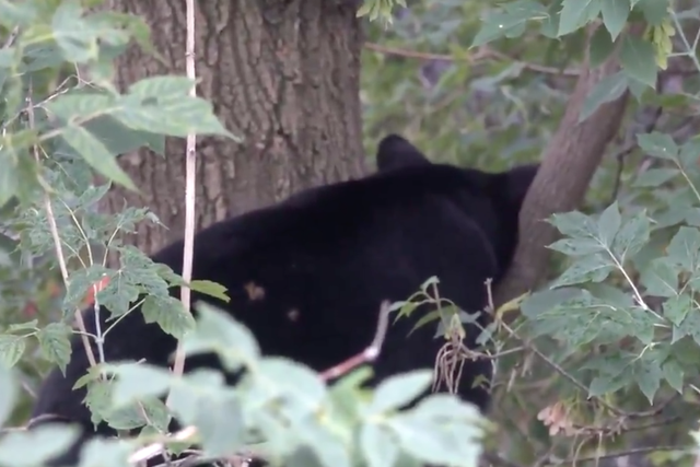 A black bear fell asleep in a tree in downtown Ottawa, Canada, briefly disrupting traffic