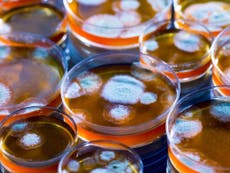 Penicillin 90 years on: The future looks bright for antibiotics