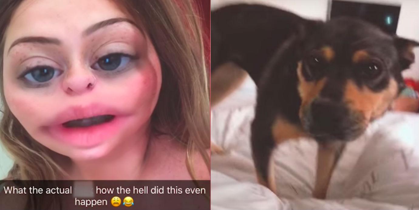This woman got drunk and accidentally kidnapped a dog indy100 Sex Pic Hd