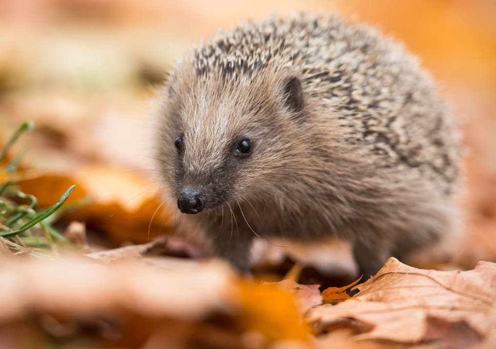 How To Protect Wildlife In Your Garden From Hedgehogs To Frogs