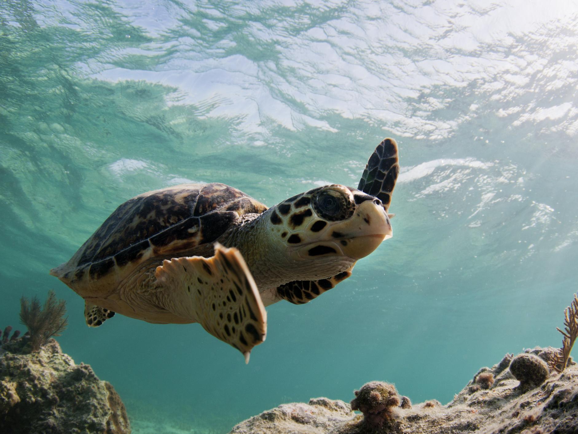 Turtles on the Caribbean island of Anguilla are among the animals under threat after European funding is lost