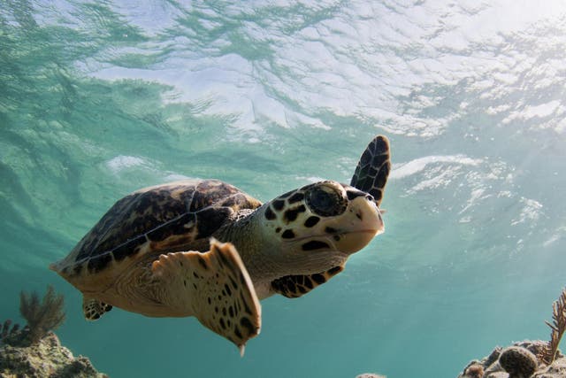 Turtles on the Caribbean island of Anguilla are among the animals under threat after European funding is lost