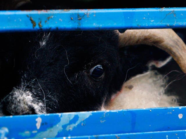 Thousands of animals are exported from Scotland to Europe each year in a trade that is valuable to farmers