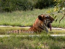 India hunts man-eating tiger blamed for 13 deaths in territory confl