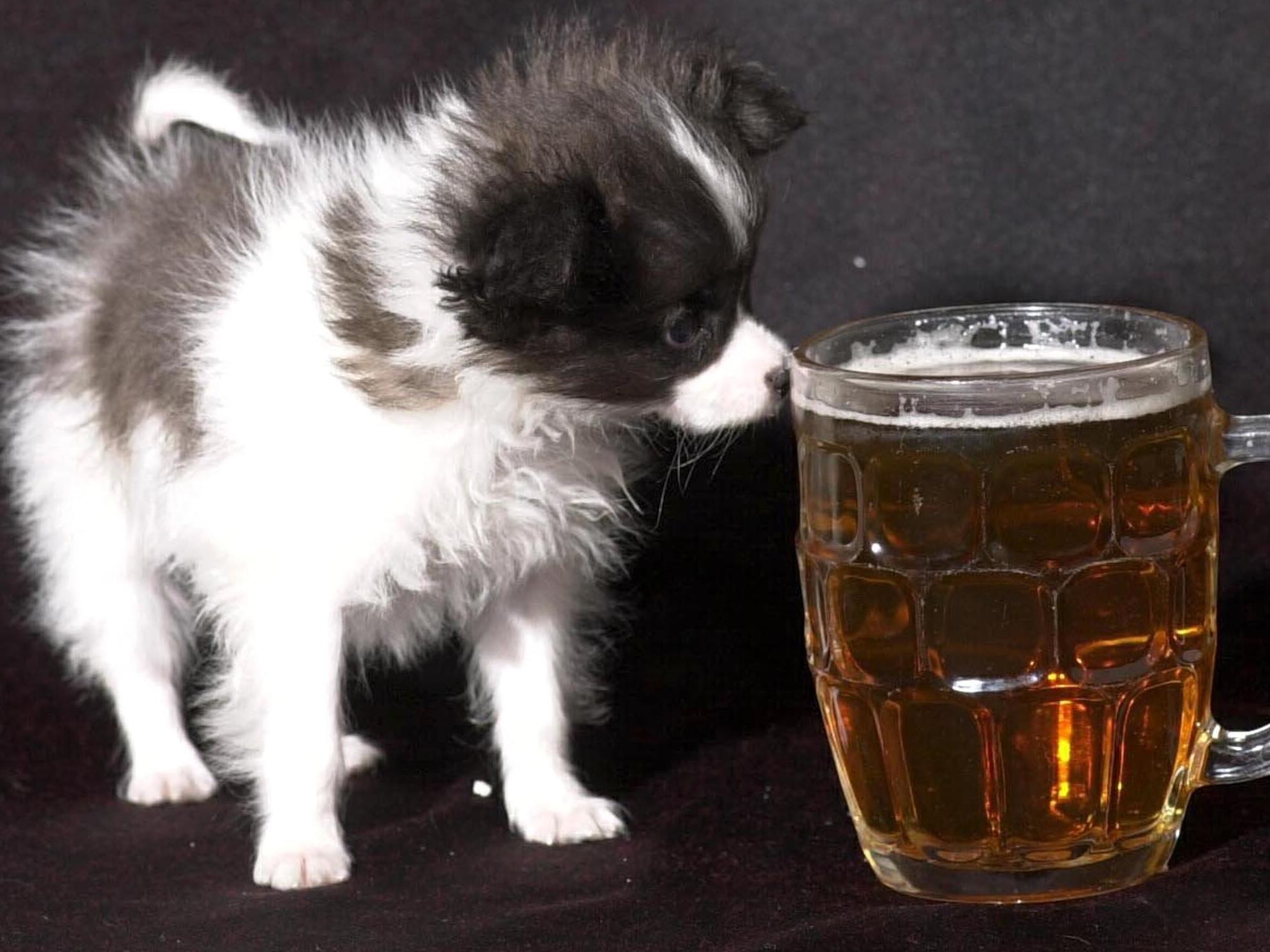 Dogs will no longer even be allowed in Wetherspoons' beer gardens