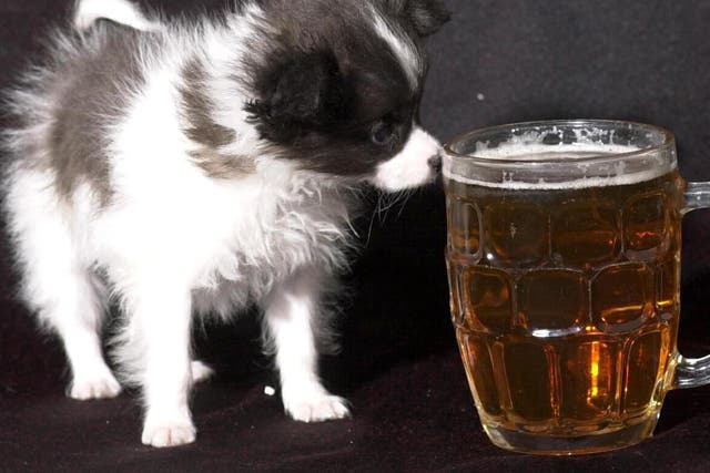 Dogs will no longer even be allowed in Wetherspoons' beer gardens