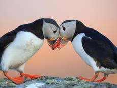 Climate change could become the biggest threat to declining puffins