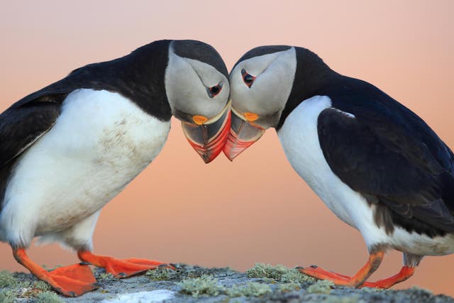 The puffin is the most common bird in Iceland, but numbers are decreasing
