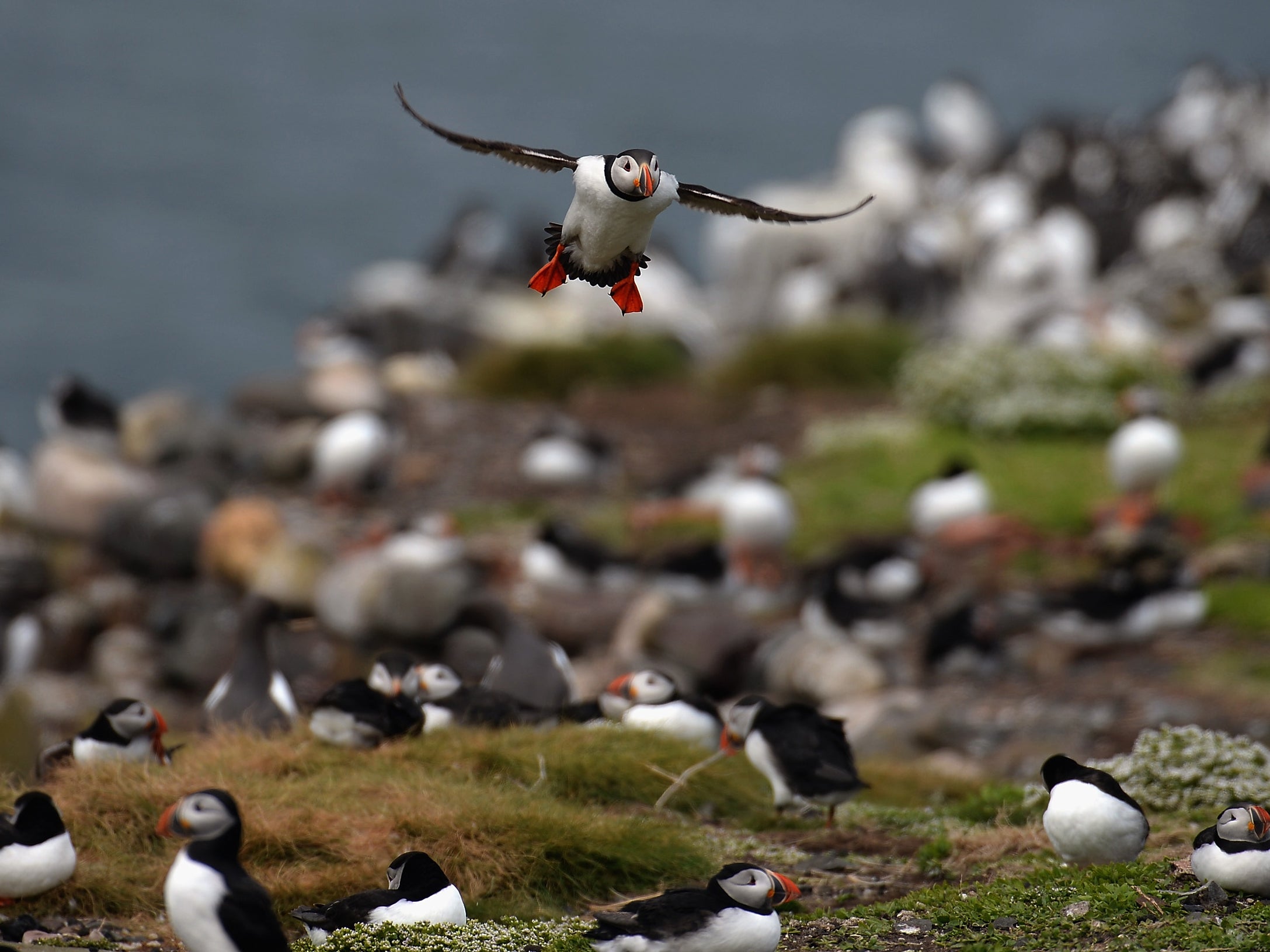 Climate change is causing problems for puffins : NPR