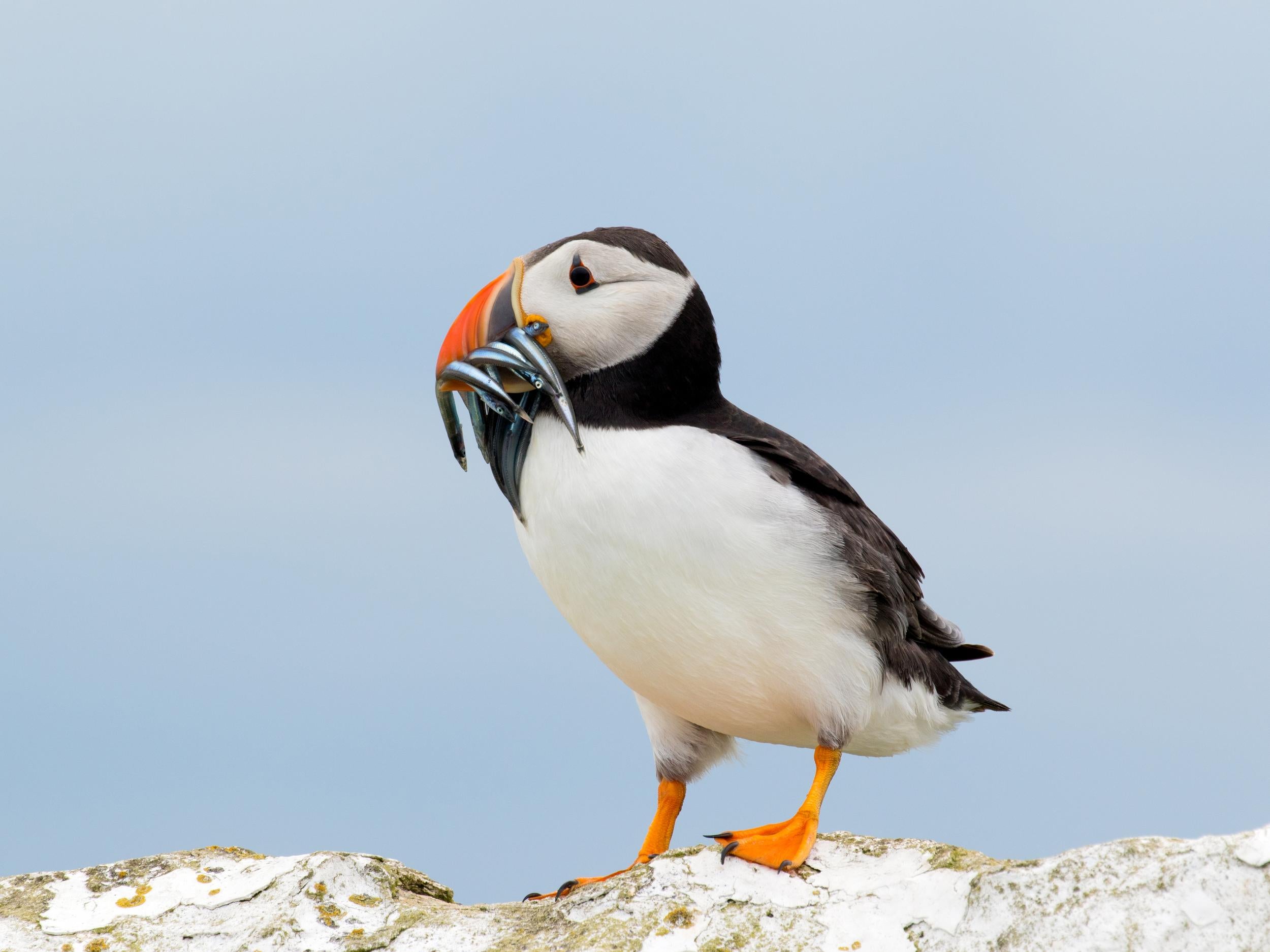 Climate change is causing problems for puffins : NPR