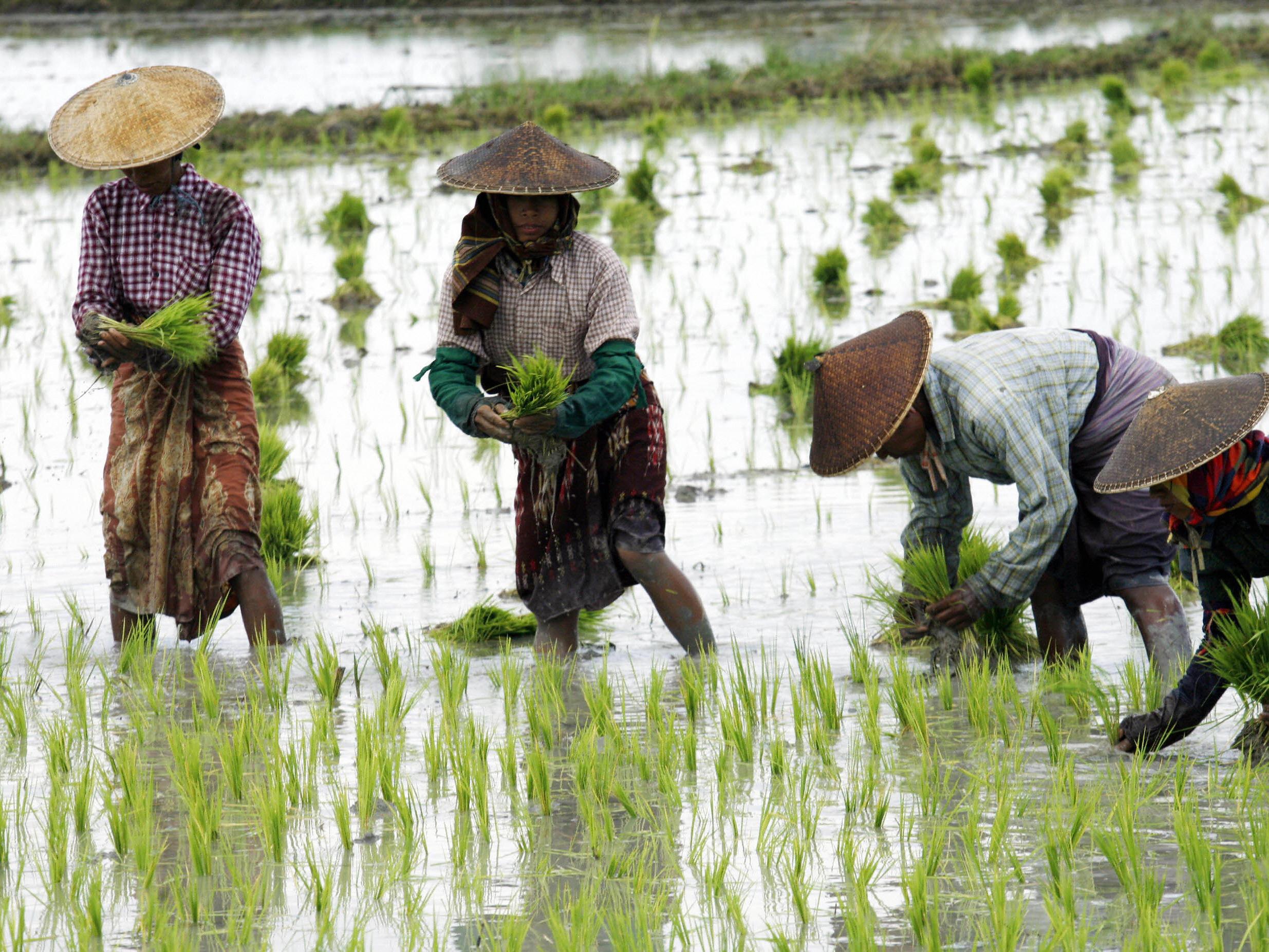 rice paddy field