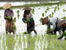 Rice farming twice as bad for climate change as previously thought