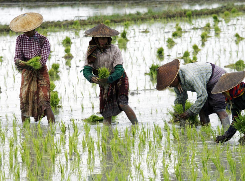 Rice Farming Up To Twice As Bad For Climate Change As Previously Thought Study Reveals The Independent The Independent