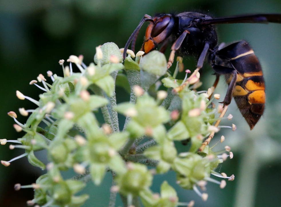 An Asian hornet seen near Nantes in France, where the insect is said to have first entered Europe in 2004