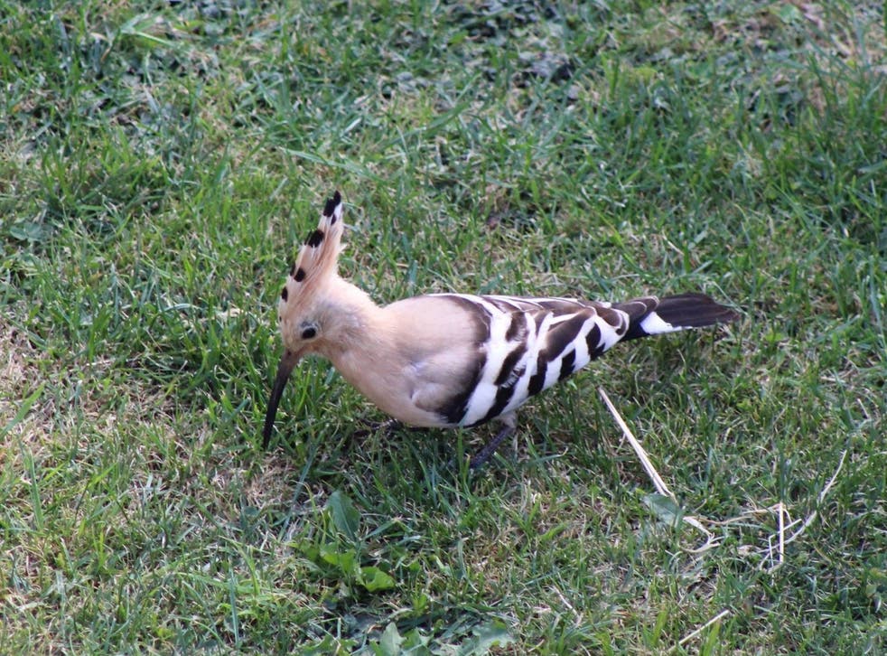 The mohican feathered hoopoe bird during its visit to suburban Swindon