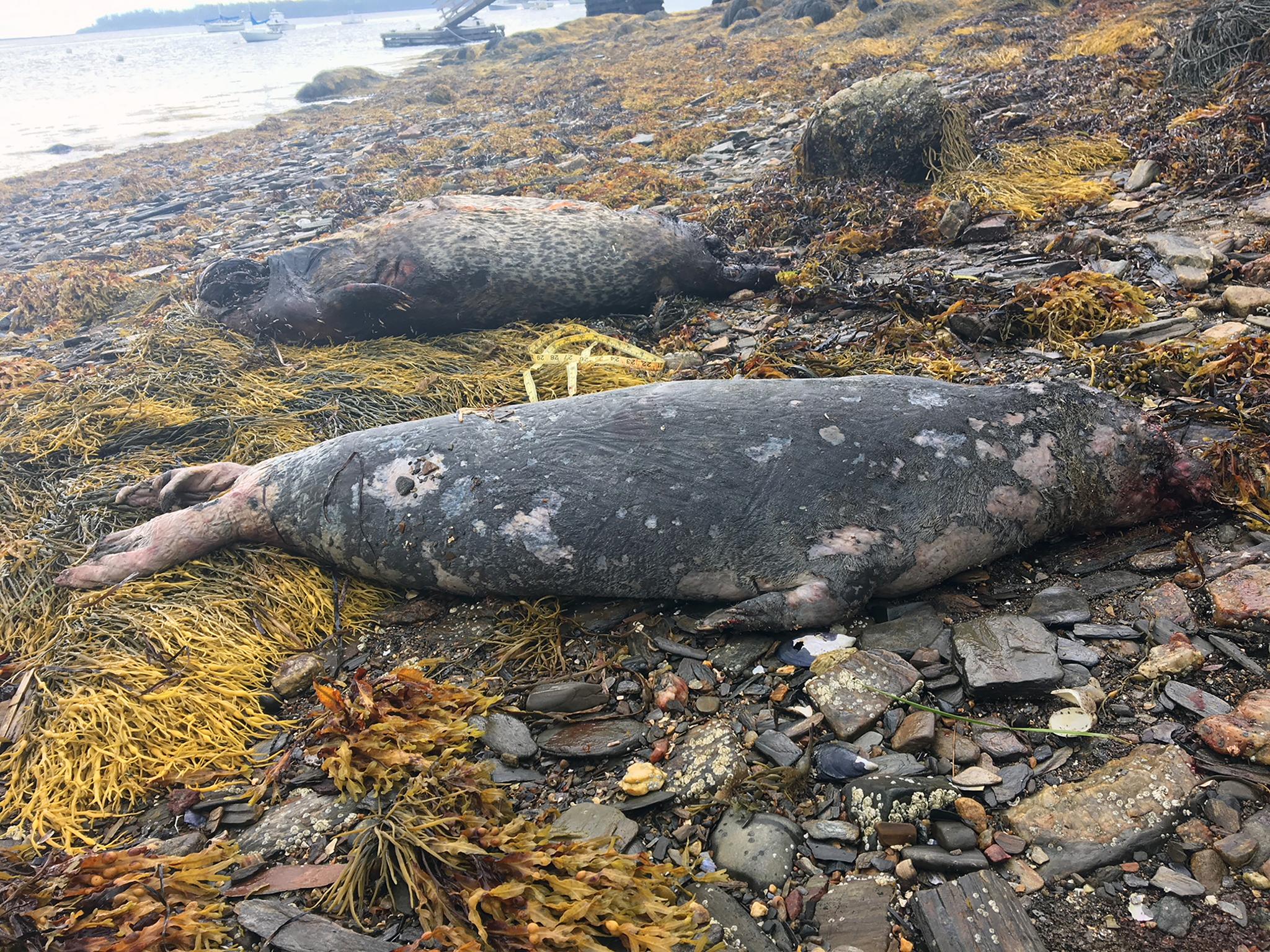 The infected mammals are being washed up on the coast of New England