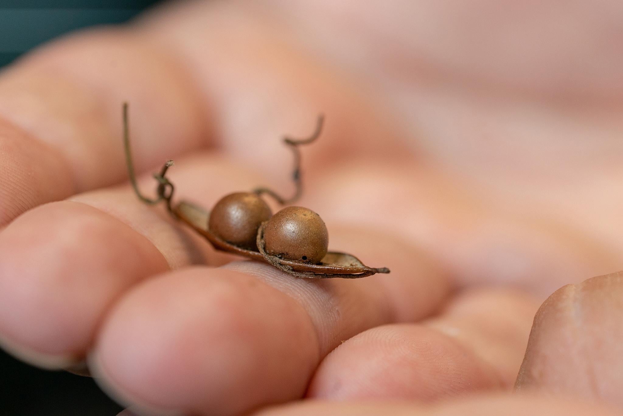 Wasp larva with a parasitic vine attached by tiny wooden suction cups