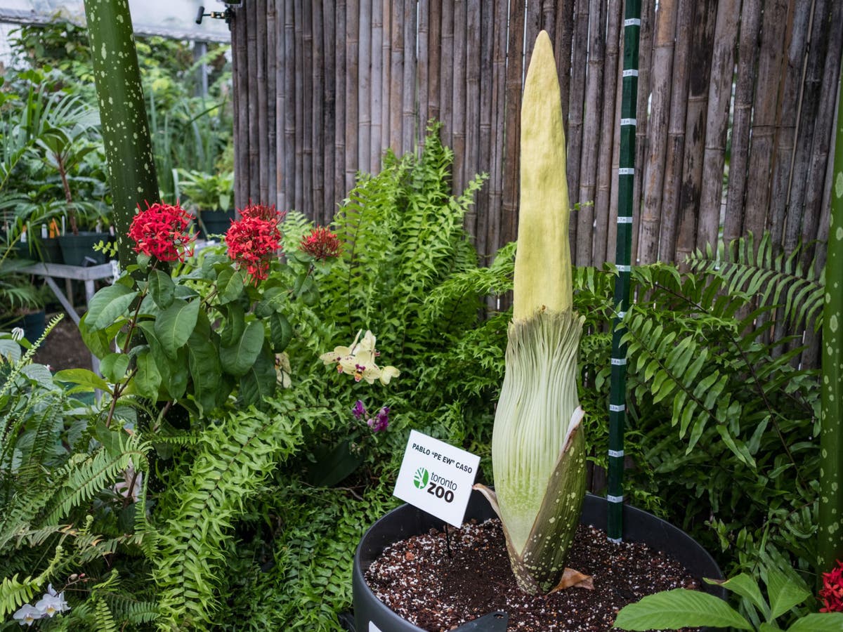 World S Largest Corpse Flower That Smells Like Rotting Meat To Bloom For First Time At Toronto Zoo The Independent The Independent