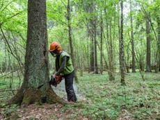 EU's renewable energy strategy will destroy forests, scientists warn
