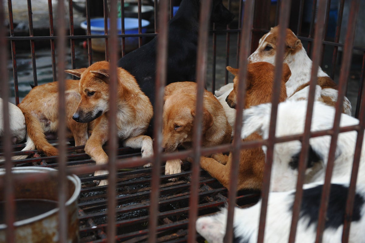 can you get rabies from dog meat