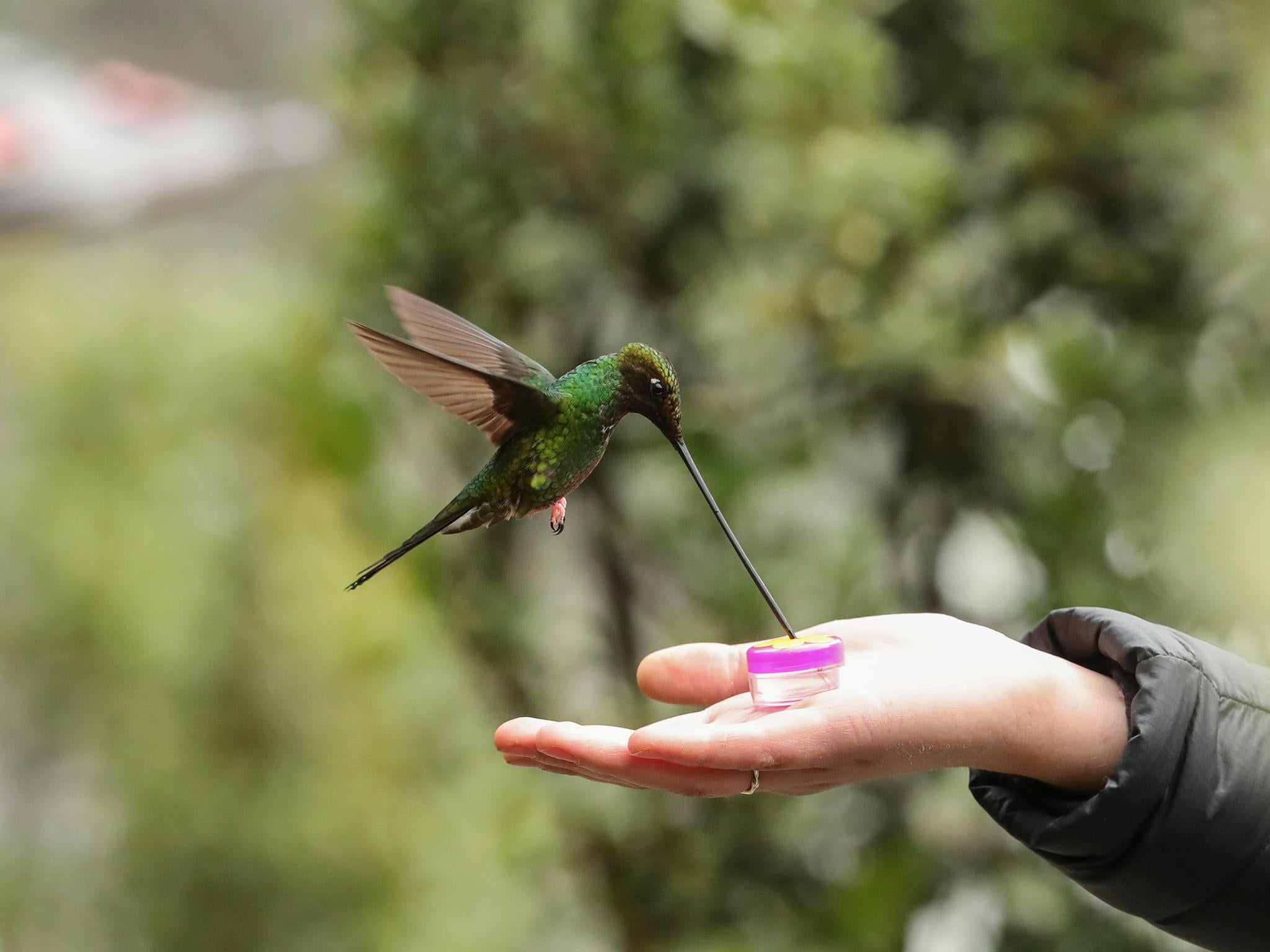 Handfeeding can be a meditative experience (Alamy)