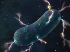 Stomach bug bacteria can produce electricity, study finds
