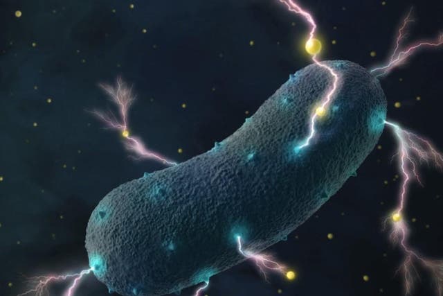 Bacteria use external minerals to transfer electrons out of the cell in the absence of oxygen