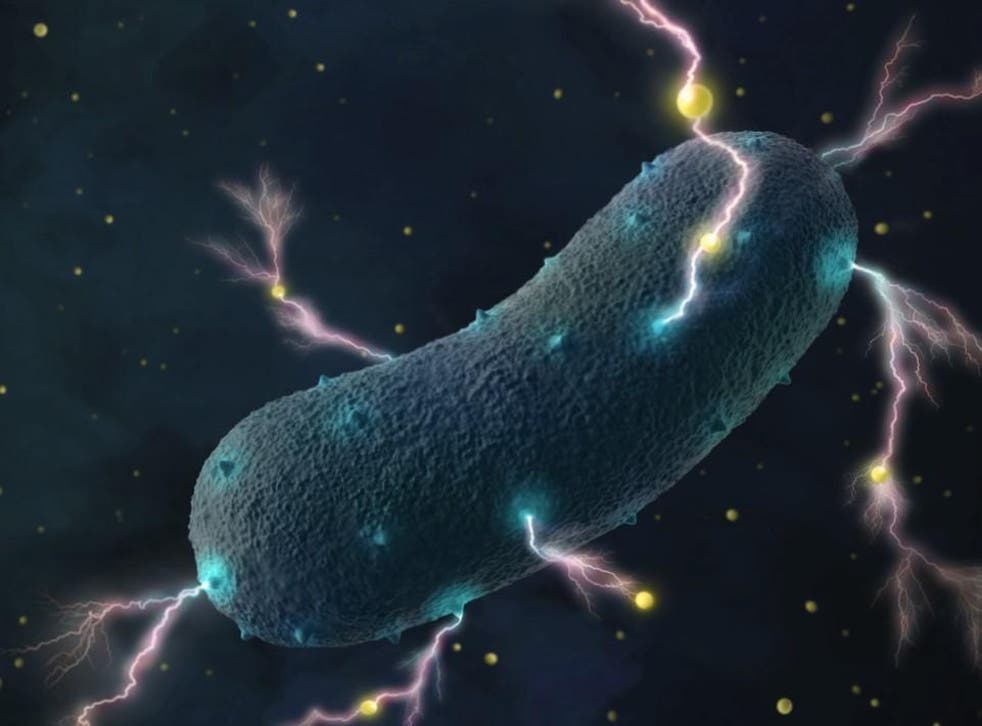 Bacteria use external minerals to transfer electrons out of the cell in the absence of oxygen