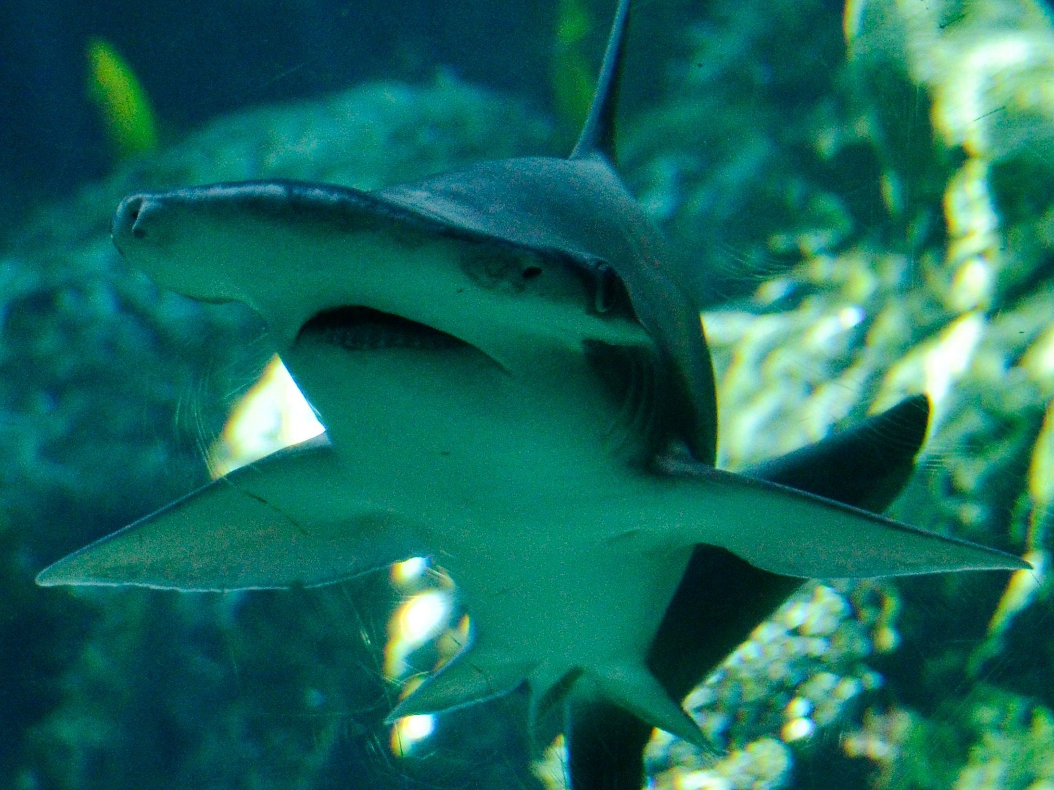 Bonnethead sharks living in the Gulf of Mexico were studied to test their responses to magnetism