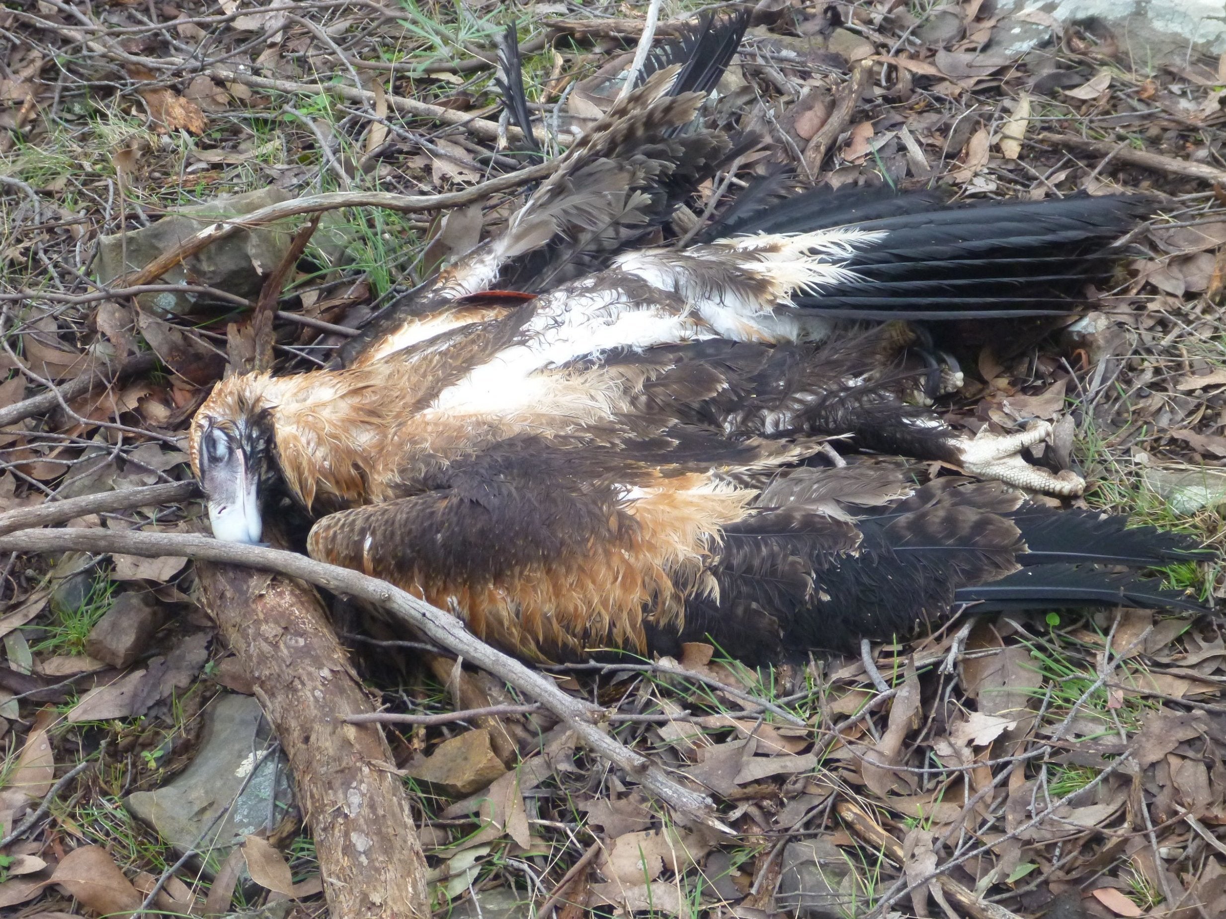 The remains of a wedge-tailed eagle in Victoria, Australia. The species has a full wingspan of up to 2.84m