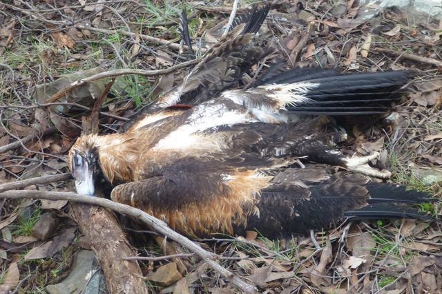 The remains of a wedge-tailed eagle in Victoria, Australia. The species has a full wingspan of up to 2.84m