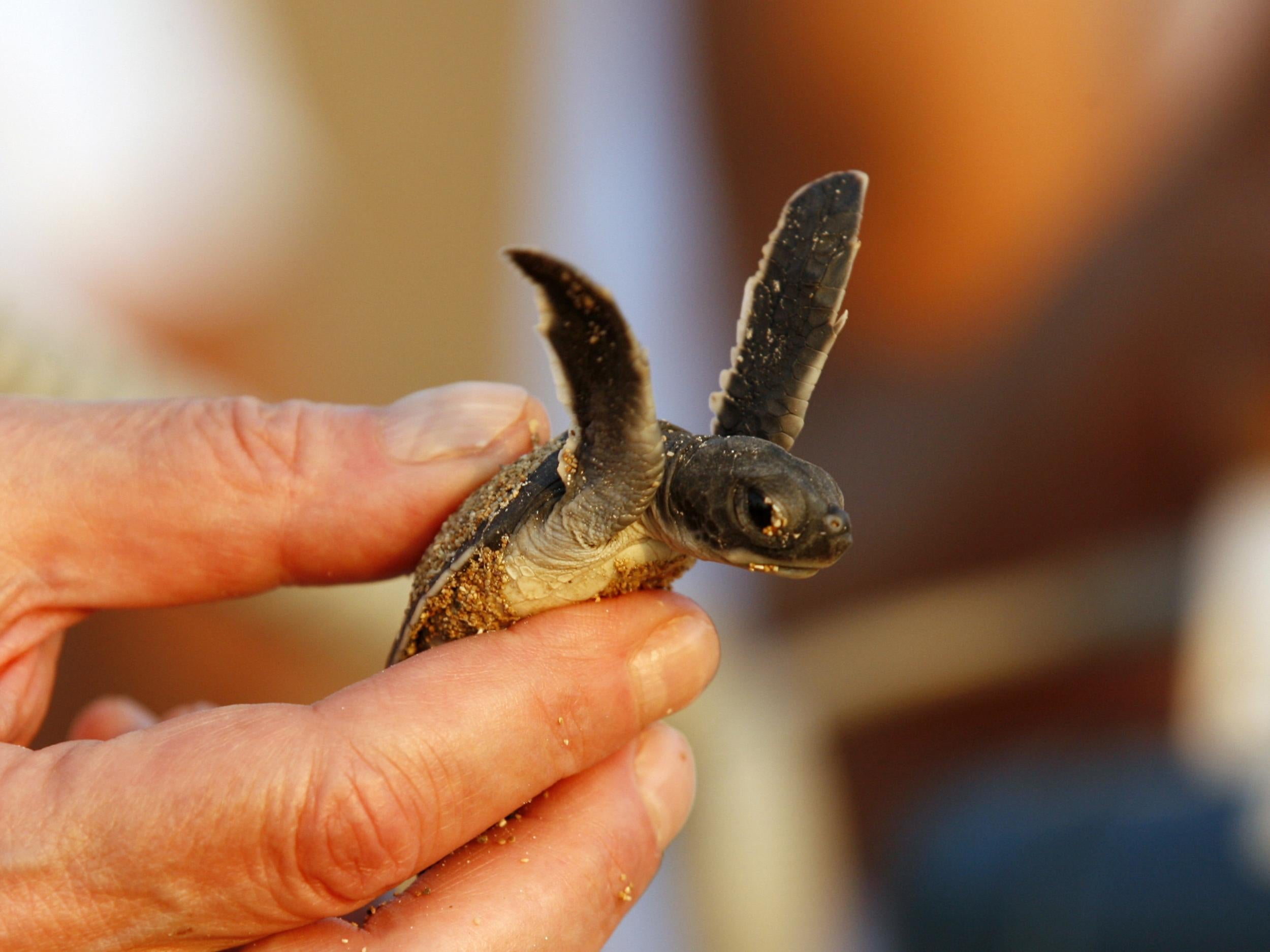 What To Do If You Find A Baby Turtle In Your Pool