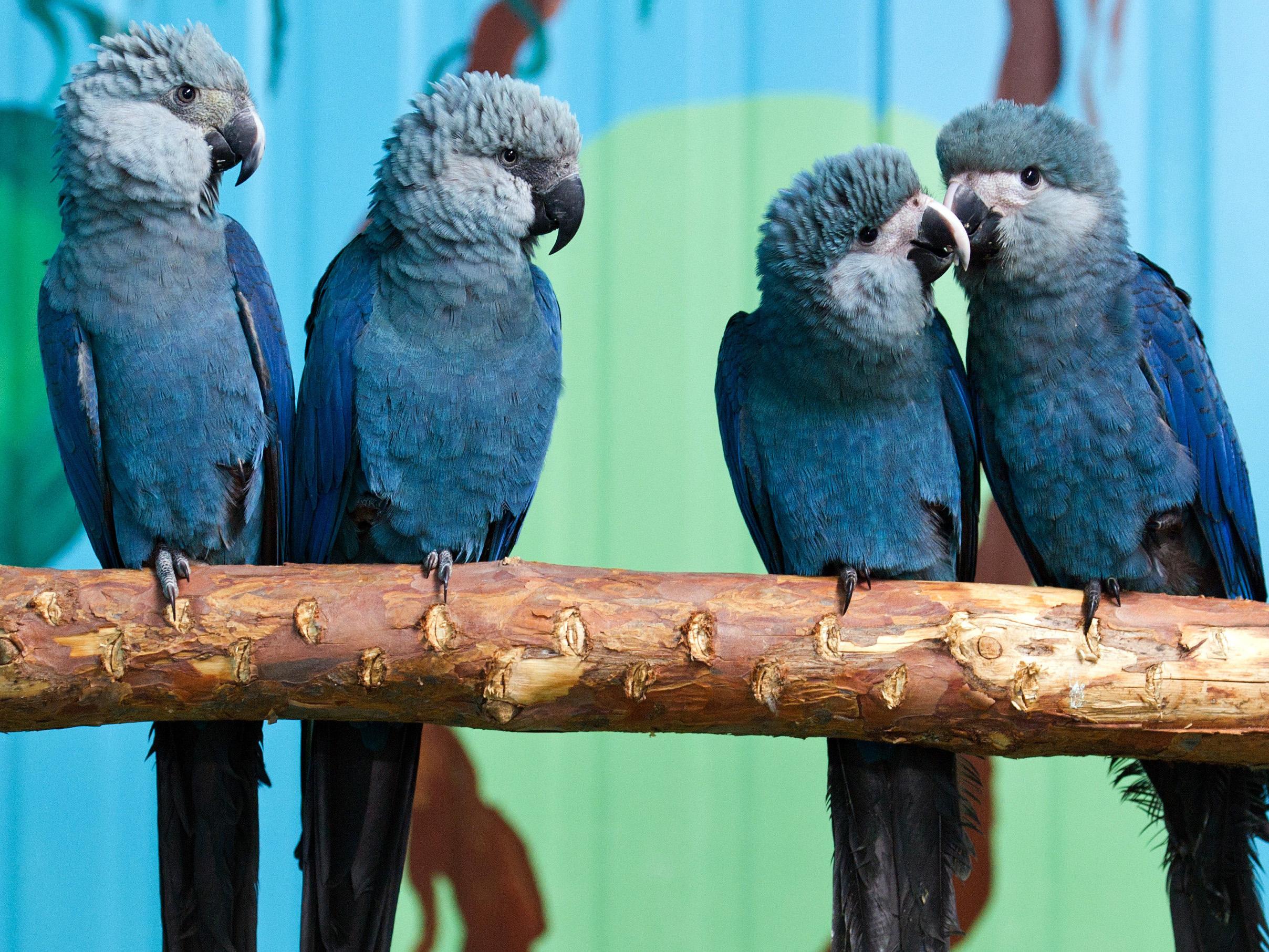 Spix's macaw has been entirely extinct in the wild since the start of the century