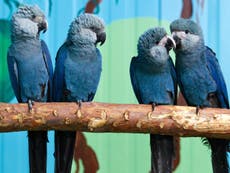 Spix’s macaw: Rare parrot species thought to be extinct makes surprising comeback