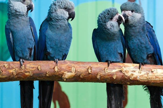 <p>Spix's macaw has been entirely extinct in the wild since the start of the century </p>