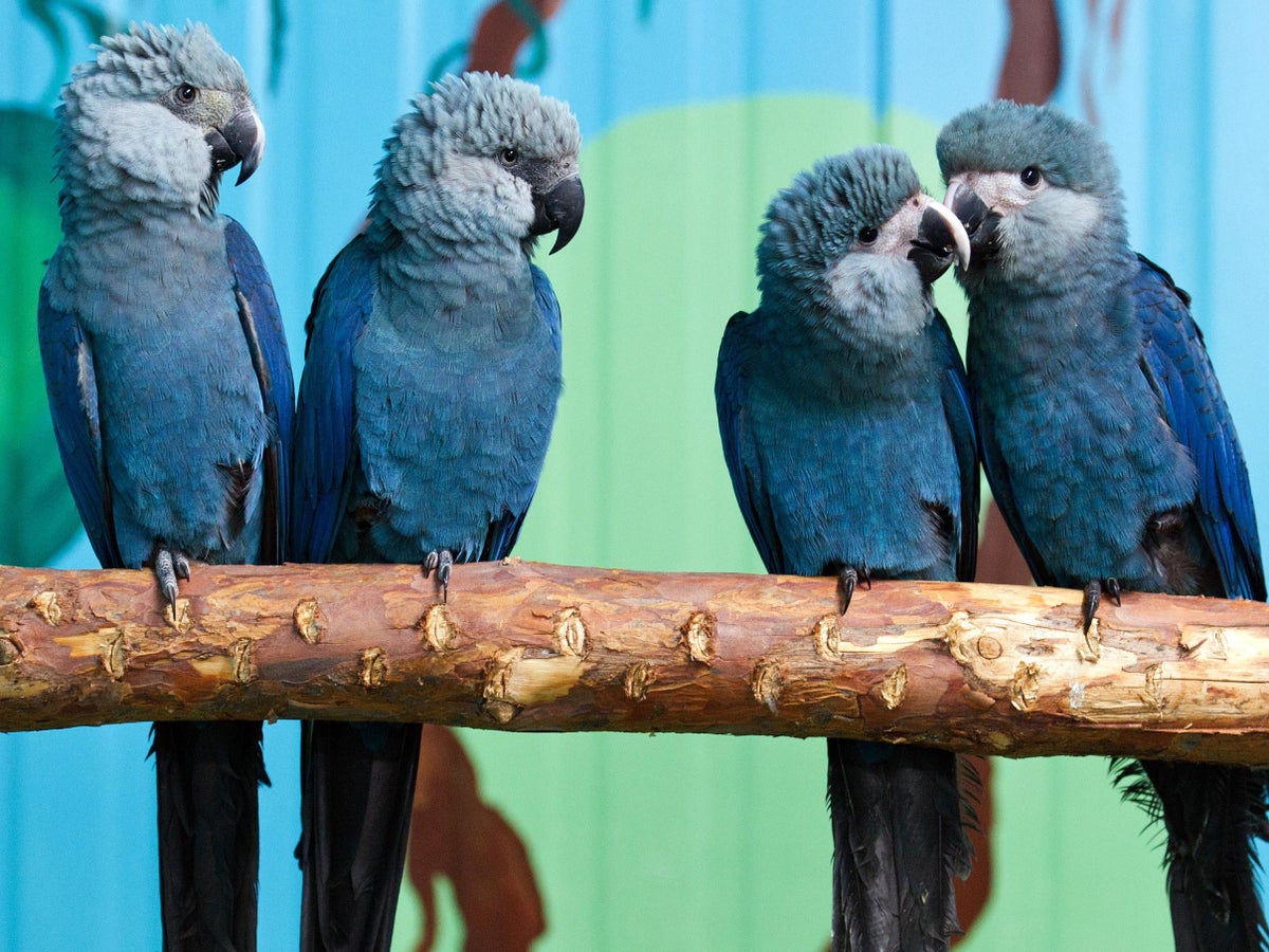 Spix's macaw: Rare parrot species thought to be extinct makes surprising comeback | The Independent