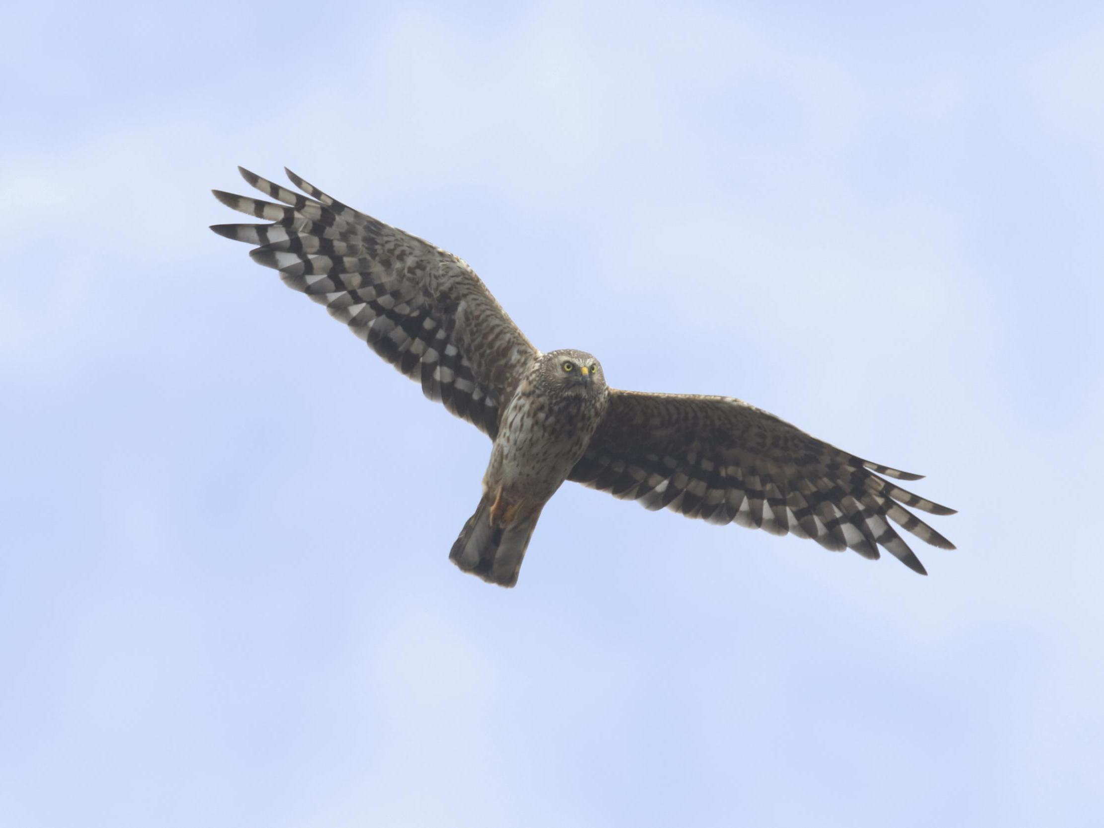 Hen harriers are one of the UK's rarest birds of prey
