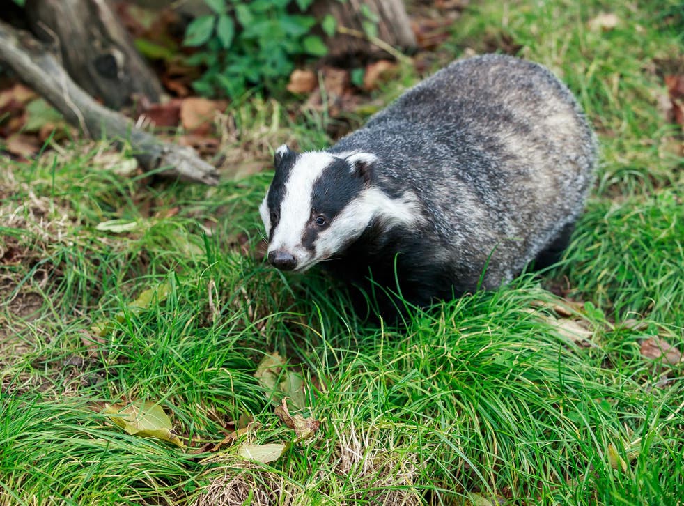 Badgers have been blamed for spreading TB to cattle