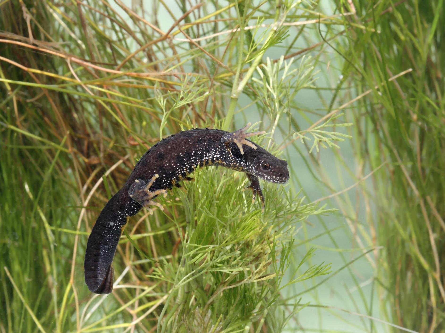 Vulnerable species like great crested newts could be decimated if deadly Bsal disease spreads from pet stocks
