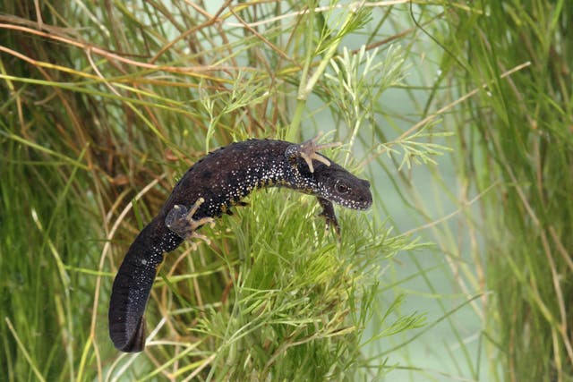 Vulnerable species like great crested newts could be decimated if deadly Bsal disease spreads from pet stocks