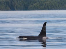 Young orca from group 'marching towards extinction' declared dead