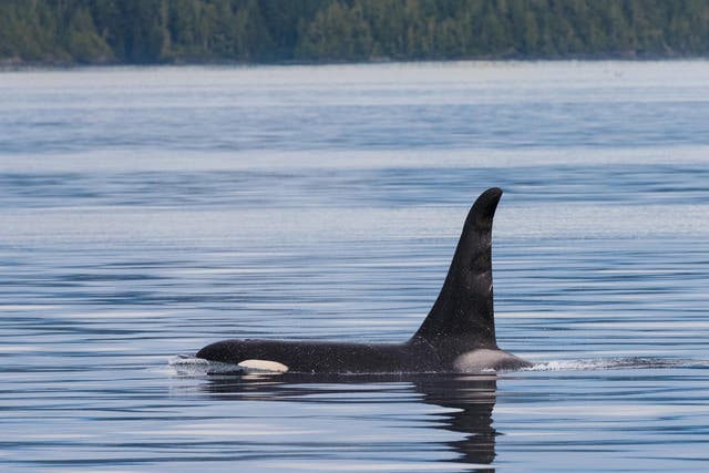 Killer whales in the Pacific Northwest are struggling due to a lack of their main food source - salmon