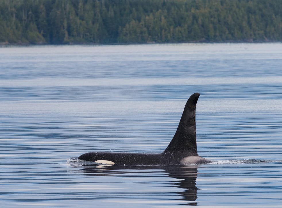 Killer whales in the Pacific Northwest are struggling due to a lack of their main food source - salmon