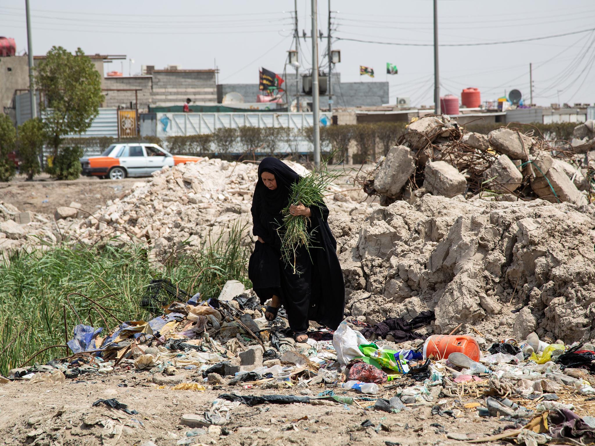 A Basra resident gathers reeds for her animals beside a sewage and rubbish filled swamp in a rundown neighbourhood of the city