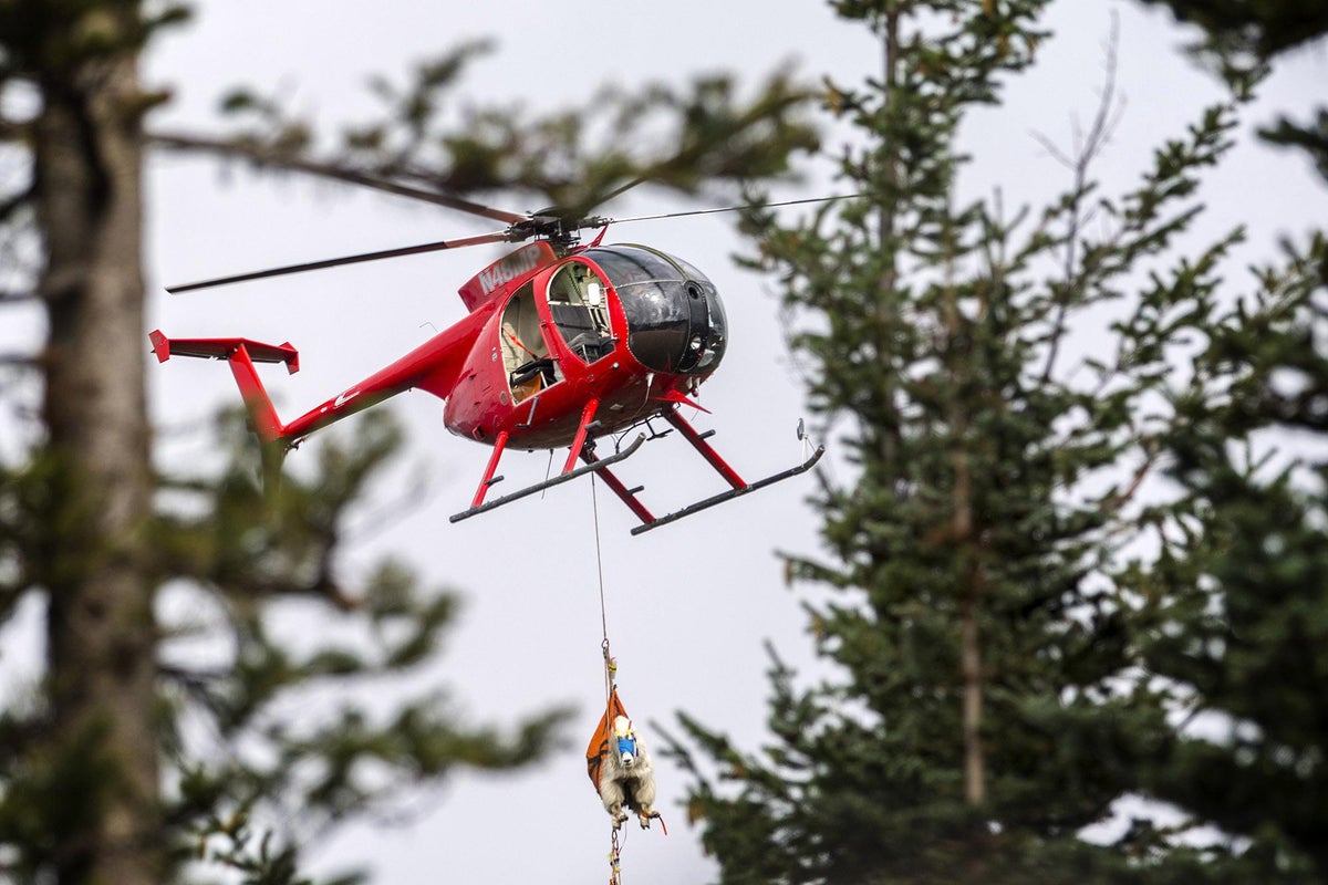 Goats airlifted from national park to protect visitors and vulnerable ...