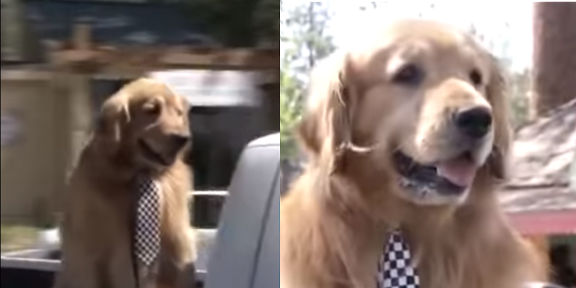 California town elects golden retriever dog as mayor. Yes, really | indy1002002 x 1001