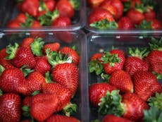 Reward offered as strawberries in Australia are sabotaged with needles