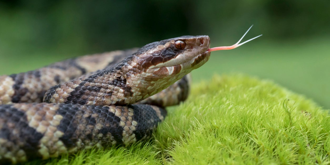 Hurricane Florence Residents Warned About Venomous Snakes
