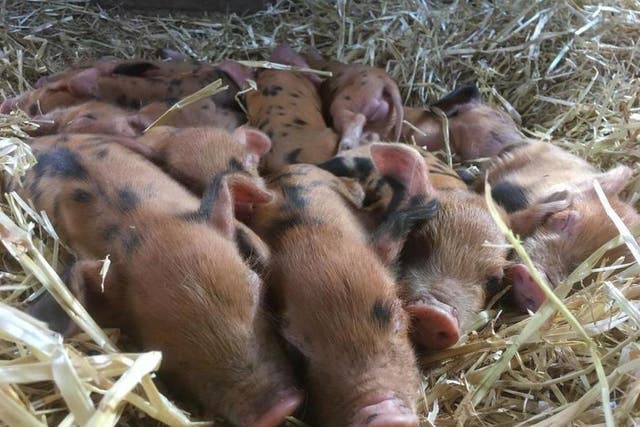Police are investigating after 11 pigs were stolen from Surrey Docks Farm in Rotherhithe, southeast London