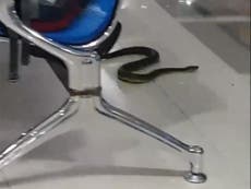 Snake spotted slithering through airport departure lounge